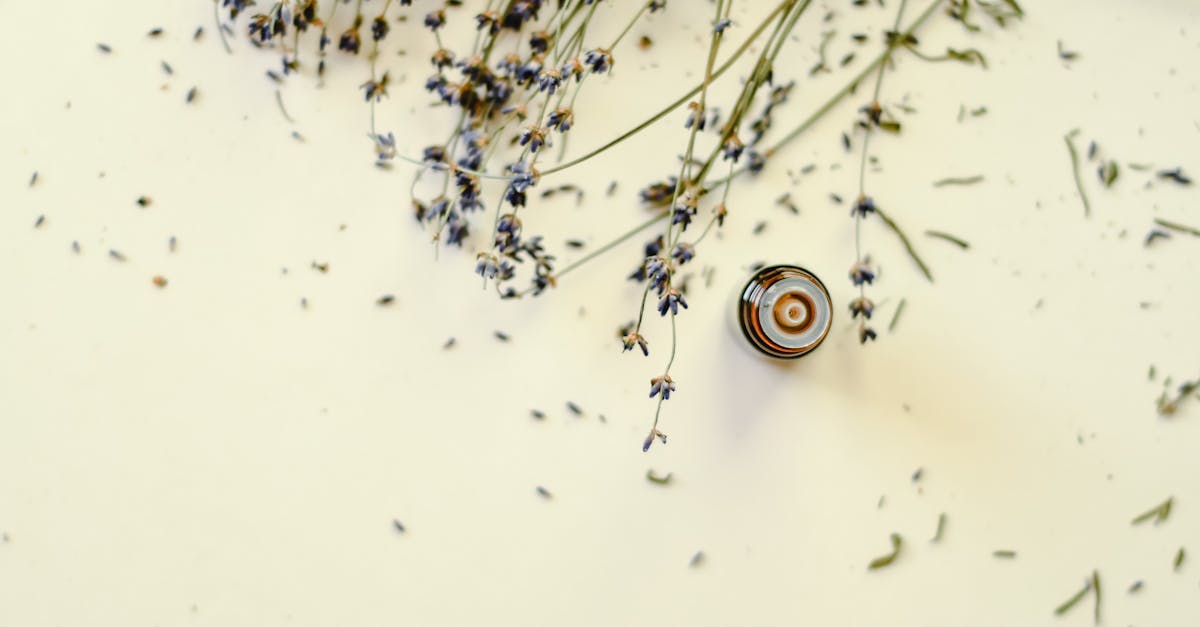 Aromatherapy Basics: Essential Oils for Everyday Wellness