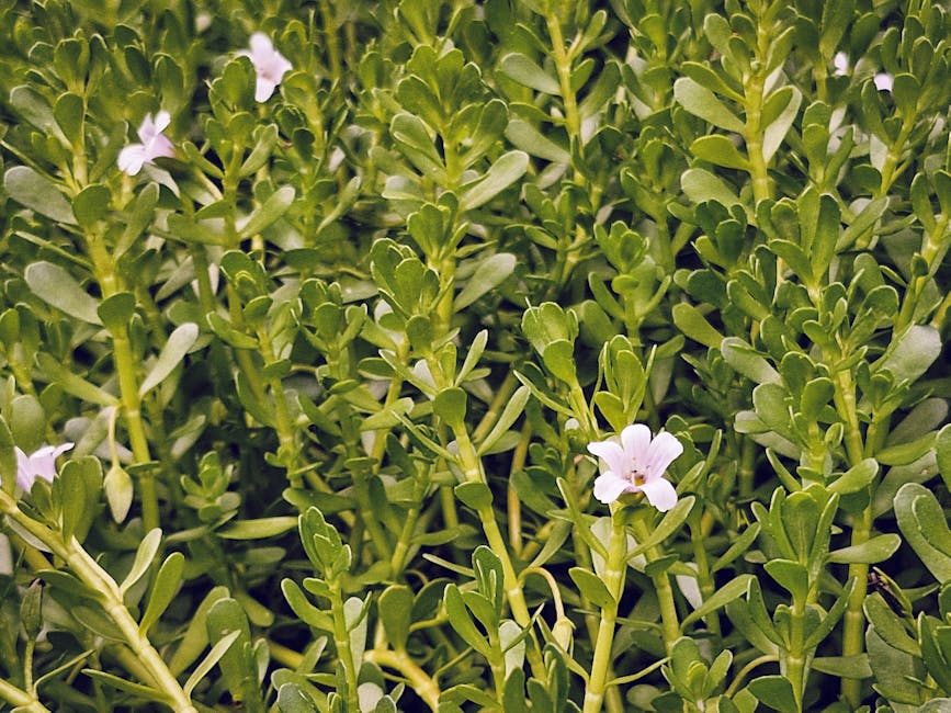 Bacopa Monnieri - The Memory Enhancer
