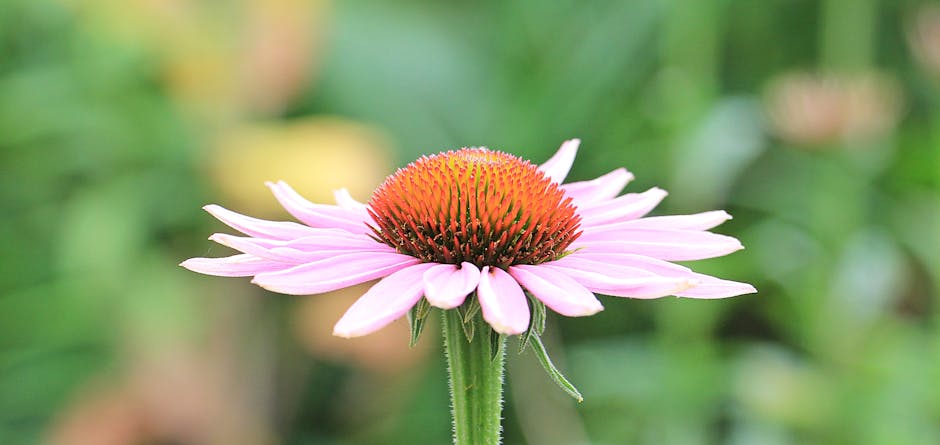 Echinacea – Uses & Benefits