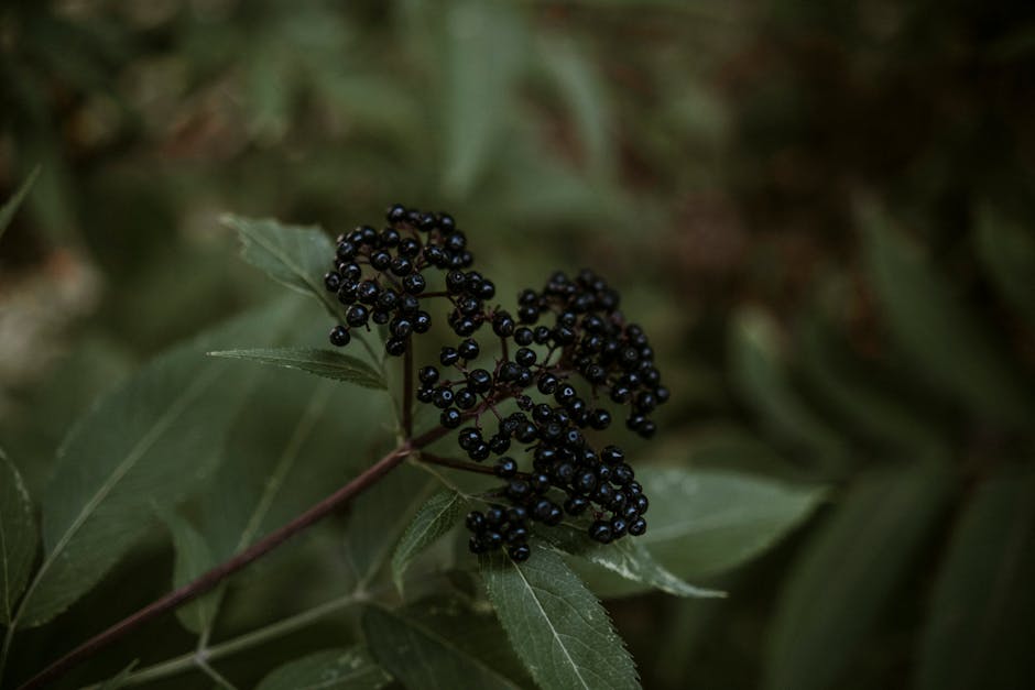 Elderberry – Uses & Benefits