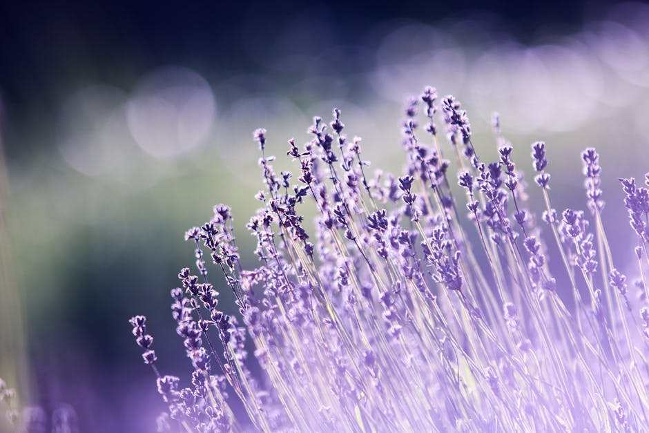 Lavender – Uses & Benefits