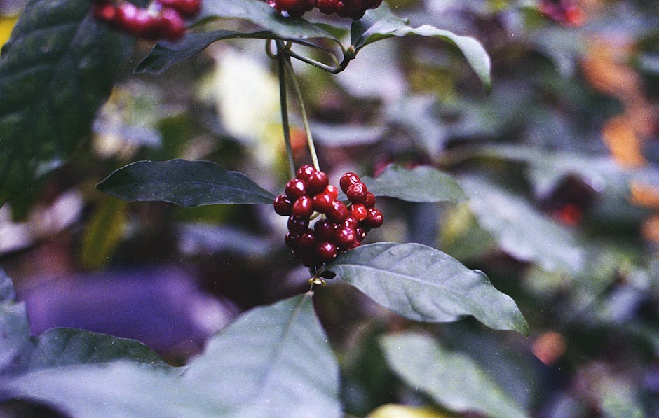 Schisandra Berry - The Five-Flavor Fruit