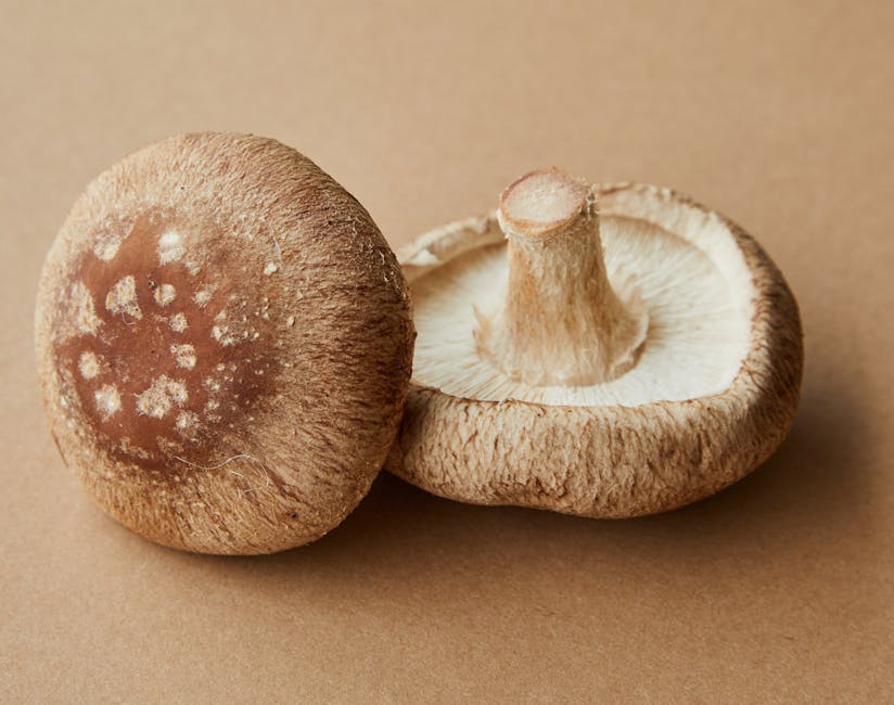 Shiitake Mushroom - The Immune Protector