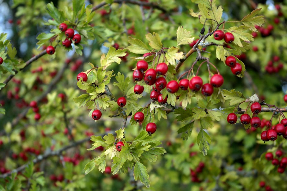 Natural Support for Seasonal and Environmental Allergies